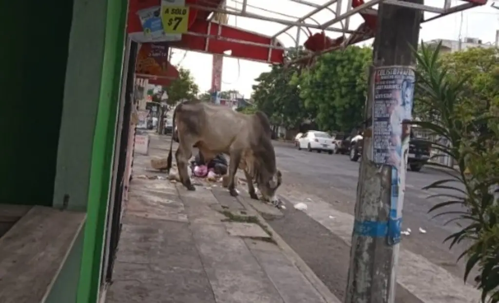 Imagen 'Torote' en calles de Veracruz