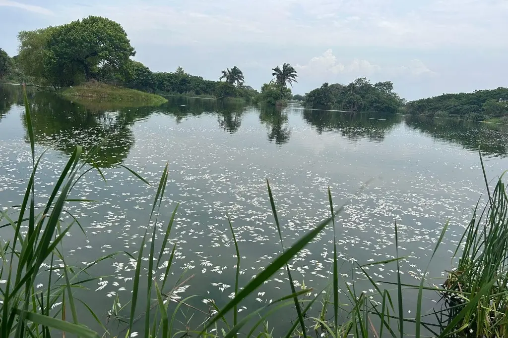 Imagen Mortandad de peces en Lagos de Puente Moreno