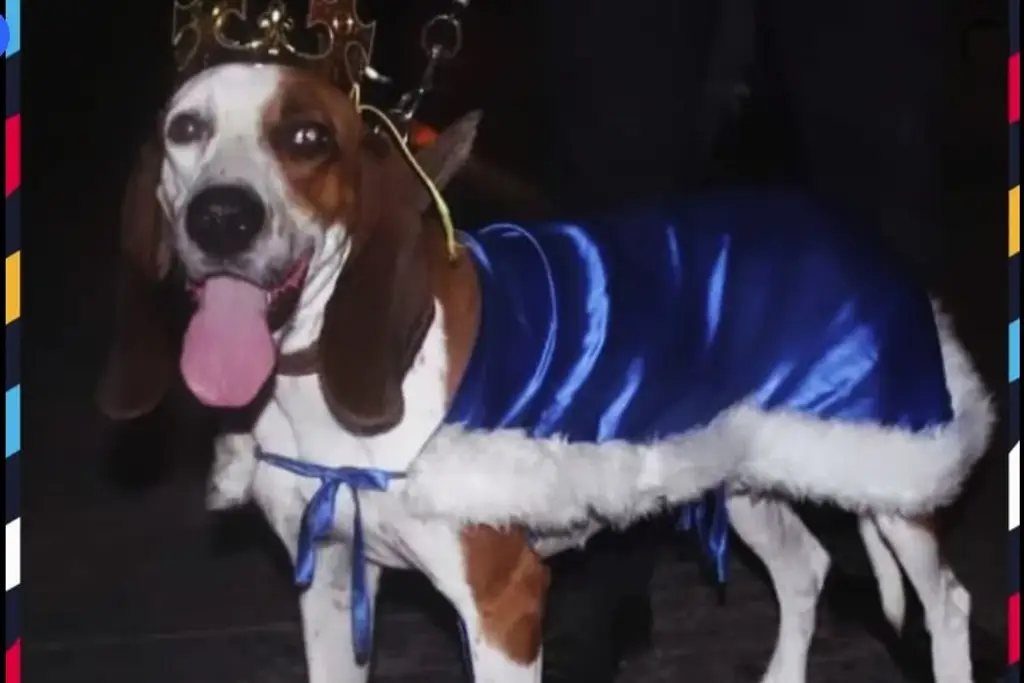 Imagen ¿Quién es “Rey Chaco”, el ‘Perro Real de la Corte del Carnaval de Veracruz’?