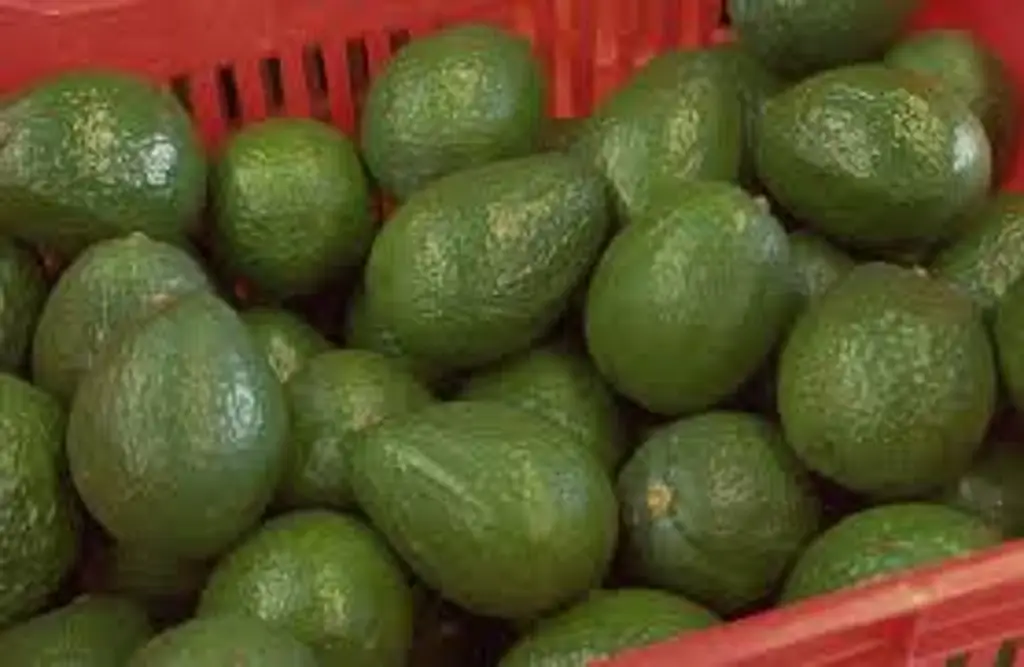 Imagen Embajada de EU anuncia reinicio gradual de inspecciones de aguacates en México