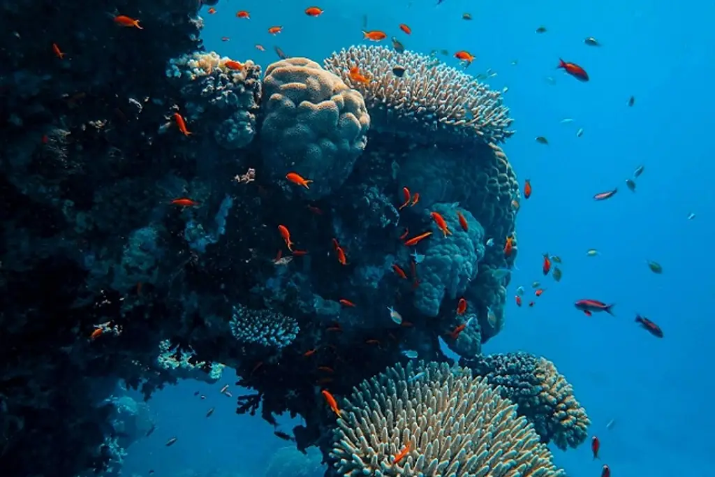 Imagen ¿Sabías que los arrecifes nos protegen ante huracanes?