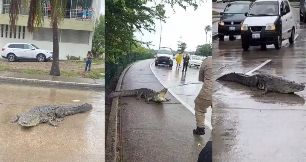 Imagen Cocodrilos salen de laguna por las lluvias (+Videos)