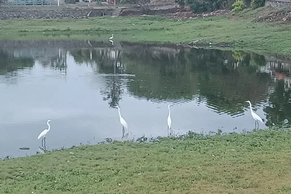 Imagen Lagunas empiezan a  elevar su nivel tras las lluvias, en Veracruz