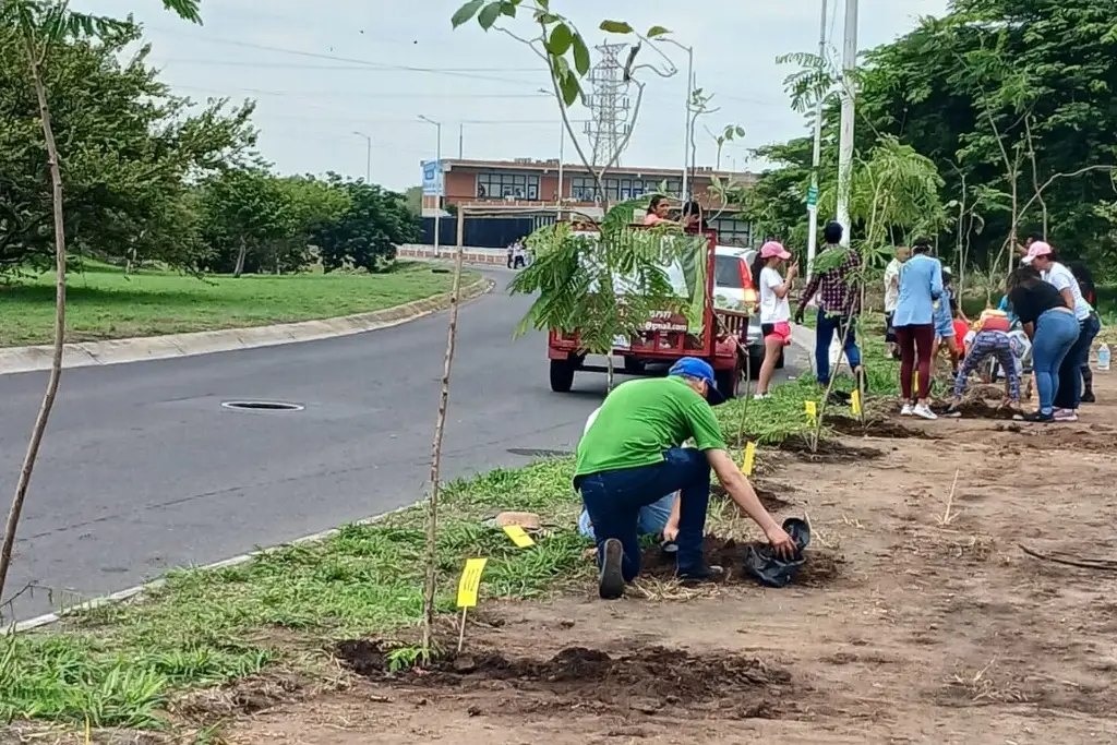 Imagen Por el Día Mundial del Árbol siembran 135 árboles en Veracruz