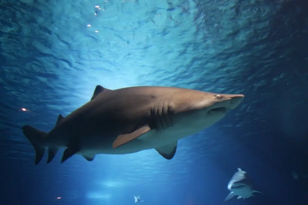 Imagen ¿En Veracruz hay riesgo de ataques de tiburón como ocurrió en Texas?