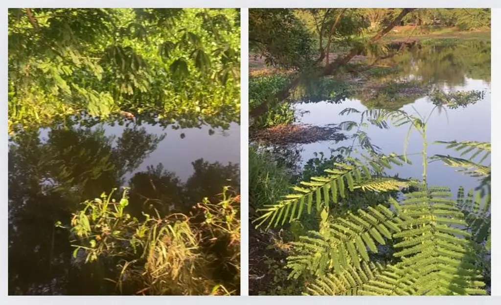 Imagen ¿Hay cocodrilos en la Laguna Lagartos?