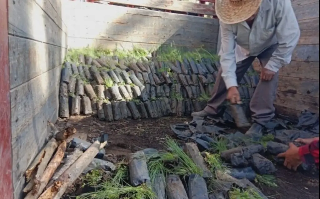 Imagen Inician  siembra de 45 mil pinos para reforestar en Las Vigas, Veracruz 