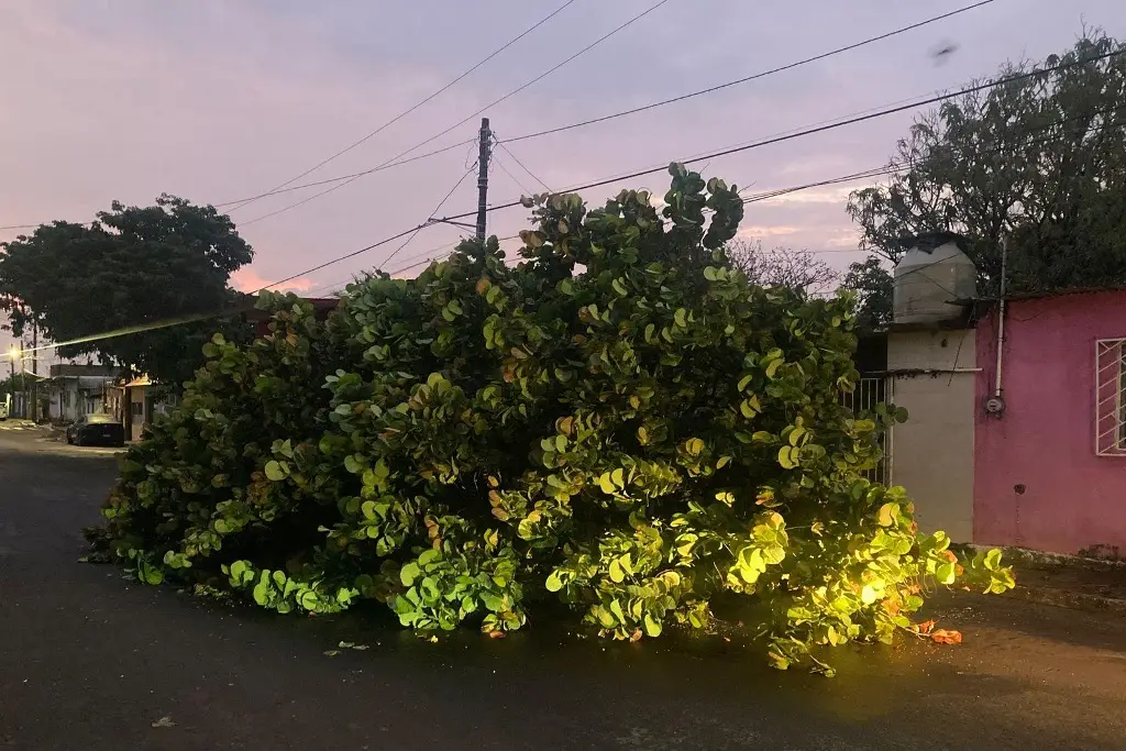 Imagen Lluvia derriba árbol al poniente de Veracruz (Video)