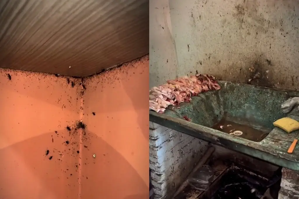Imagen 'Eso es una cochinera': Clausuran restaurante por nido de cucarachas y suciedad extrema (+Video)