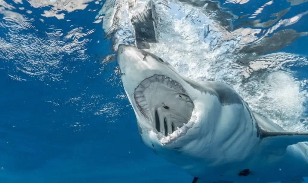 Imagen Expertos evaluarán si debe prohibirse comercio de varias especies de tiburones y felinos