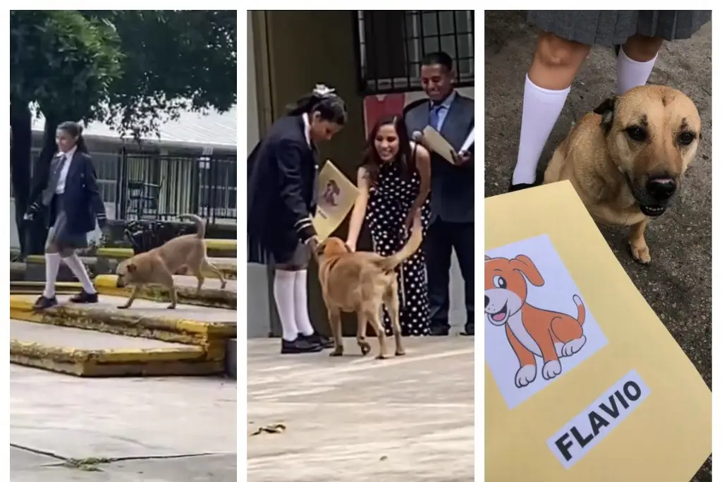 Imagen 'Flavio', el perrito que se hizo viral por 'graduarse' de la primaria (+Video)