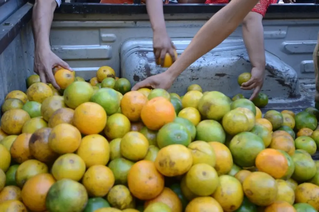 Imagen Reportan alza del precio de naranja, mandarina y chayote