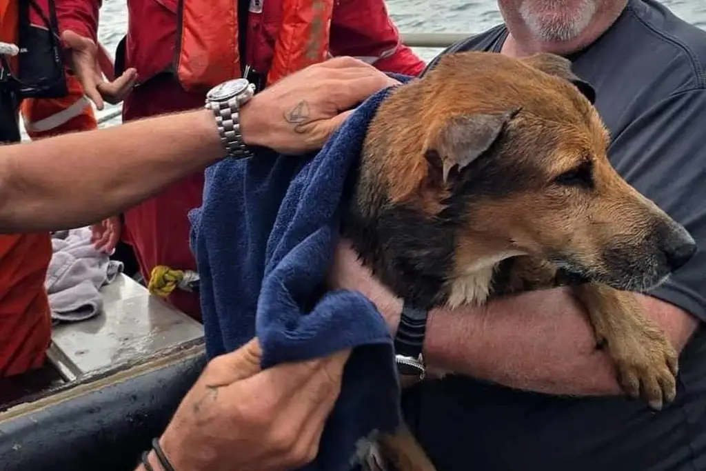 Imagen Trabajadores rescatan a perrito a mar abierto