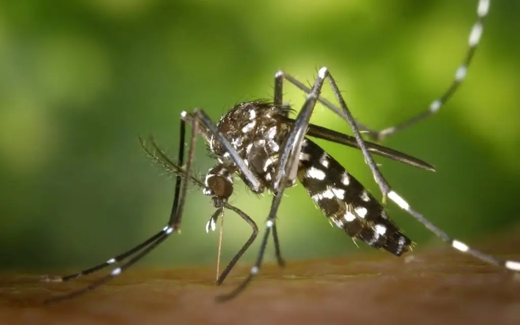Imagen República Dominicana confirma 9 muertos y casi mil casos de dengue 