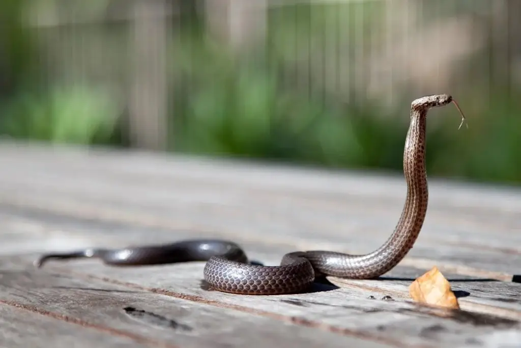 Imagen Un anticoagulante de uso común podría servir como antídoto contra el veneno de la cobra