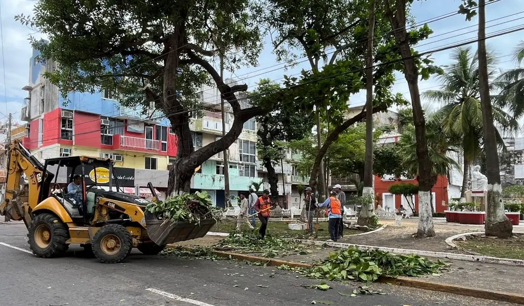 Imagen Muy importante podar árboles en temporadas de lluvias y nortes: PC de Veracruz