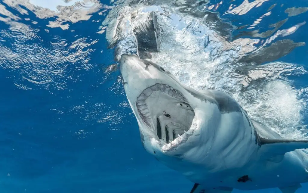 Imagen Surfista pelea contra tiburón y queda en estado crítico