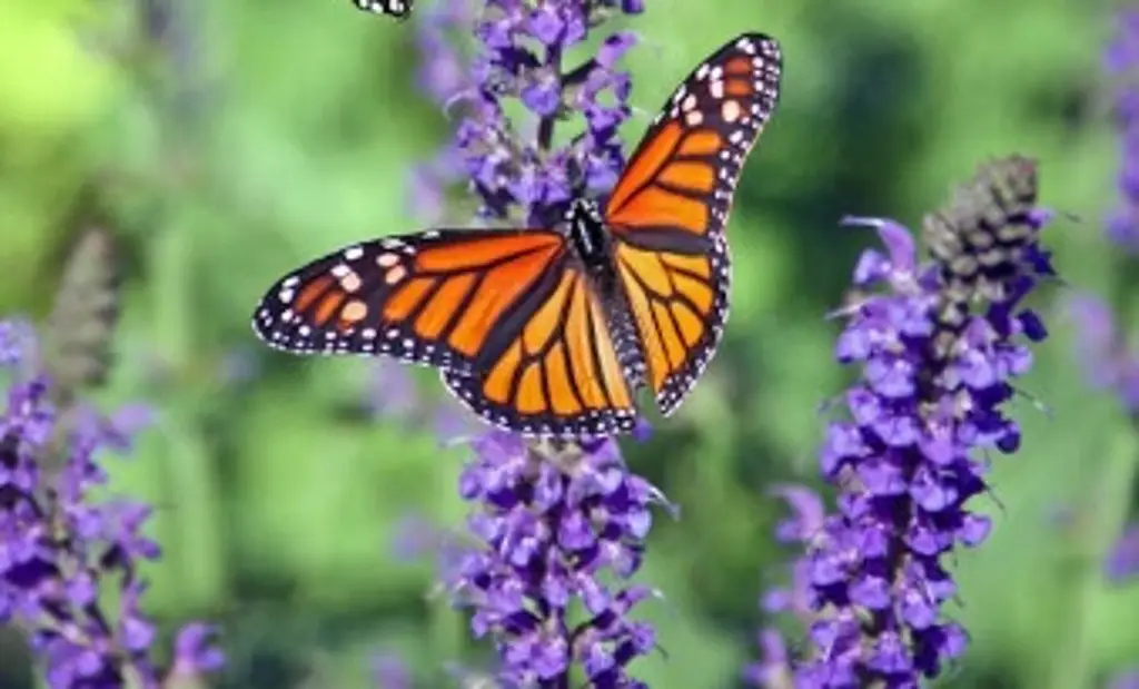 Imagen Mariposas y polillas atraen el polen sin contacto gracias a la electricidad estática