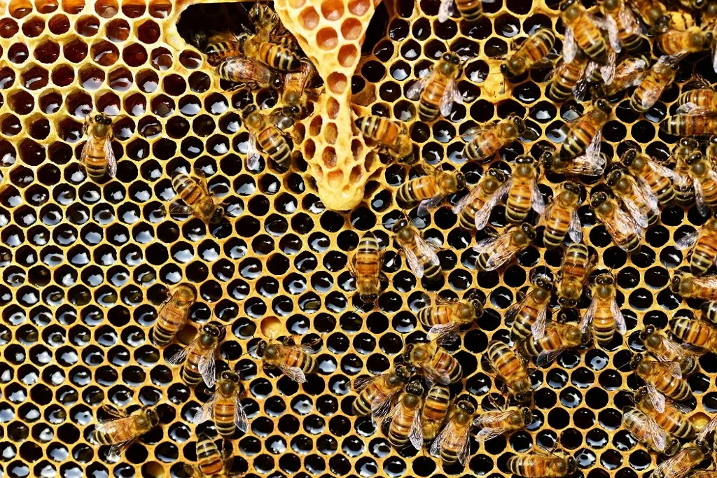 Imagen ¿Qué hacer ante un ataque de abejas?