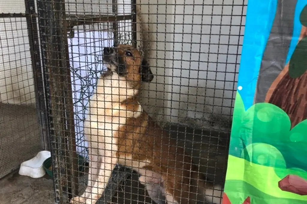 Imagen Buscan hogar para perritos y gatitos rescatados en Veracruz, harán 'Expo Adopta'