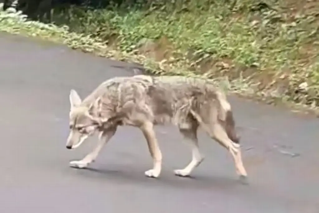 Imagen ¡Captan otra vez a un coyote en zona urbana! (+Video)