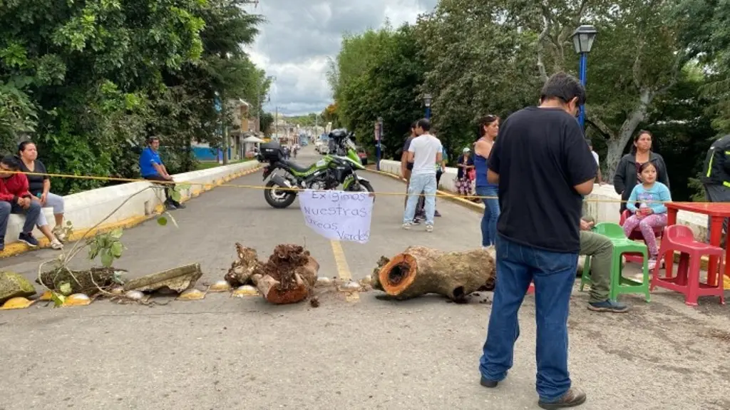 Imagen Vecinos quieren salvar árbol de 200 años en colonia de Xalapa, Veracruz 