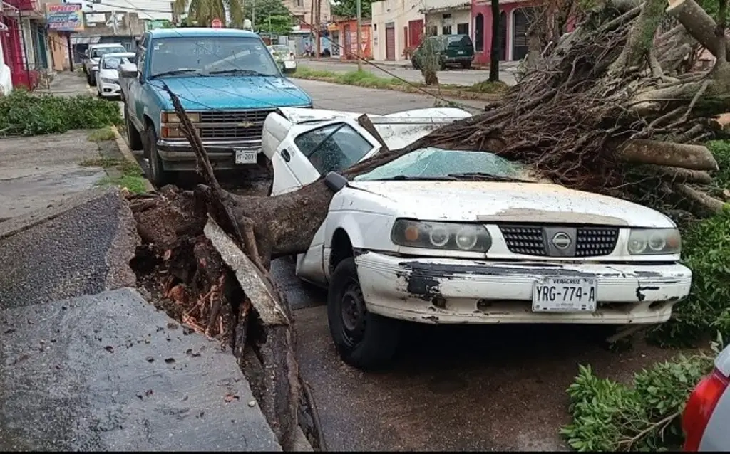 Imagen Cae árbol durante tormenta y parte auto en dos