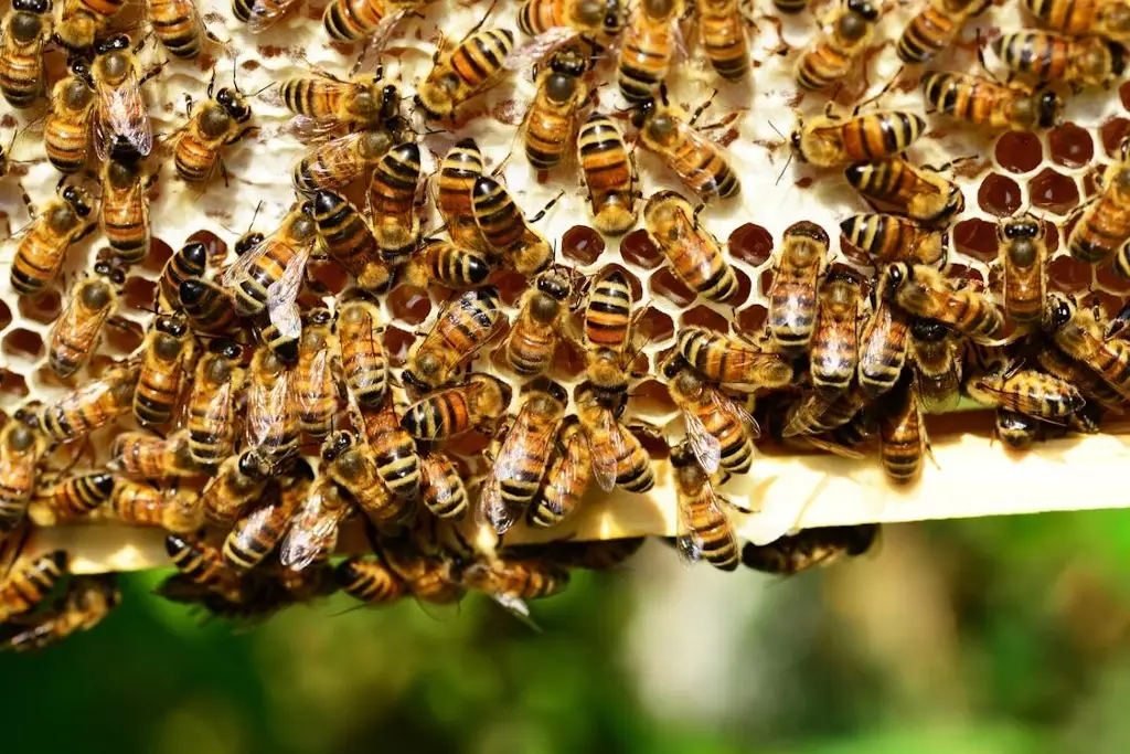 Imagen ¿Qué hacer en caso de ser atacado por abejas?