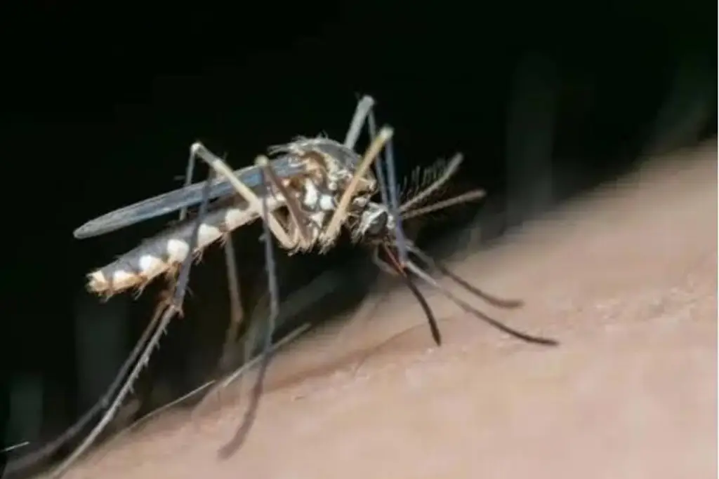 Imagen Veracruz, Cosamaloapan y Pánuco: Ahí se registra el mayor número de casos de dengue
