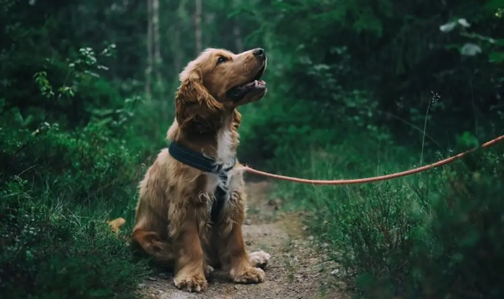 Imagen ¿Qué son los probióticos y cómo benefician al perro?