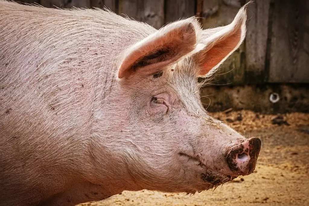 Imagen Detectan primer caso humano de gripe porcina en Míchigan, EU