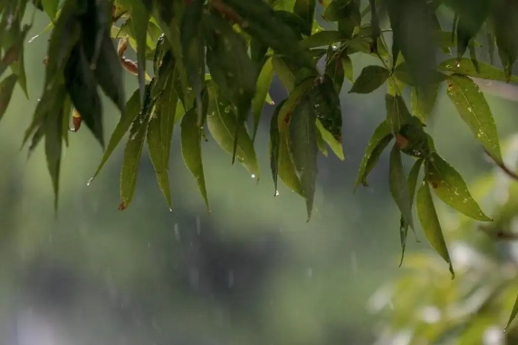 Imagen Por onda tropical y posible ciclón, prevén lluvias de intensa a fuertes en 24 estados