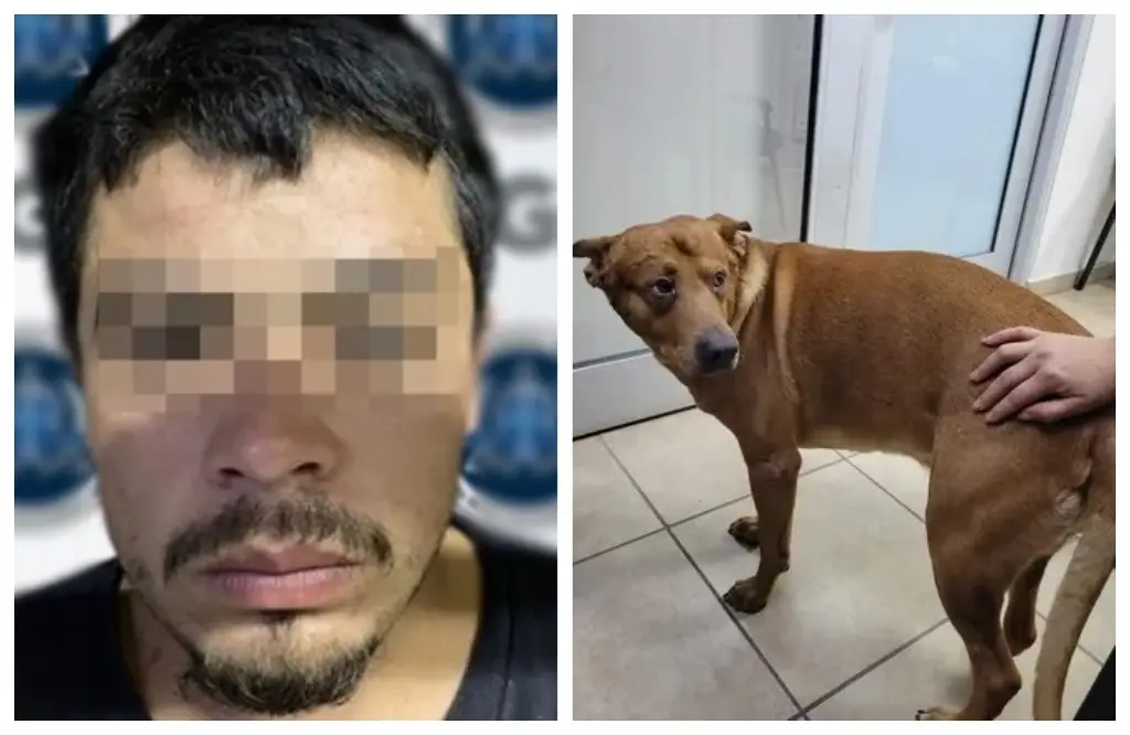 Imagen Hombre intenta matar a su perro porque ‘lo atendían mejor que a él’