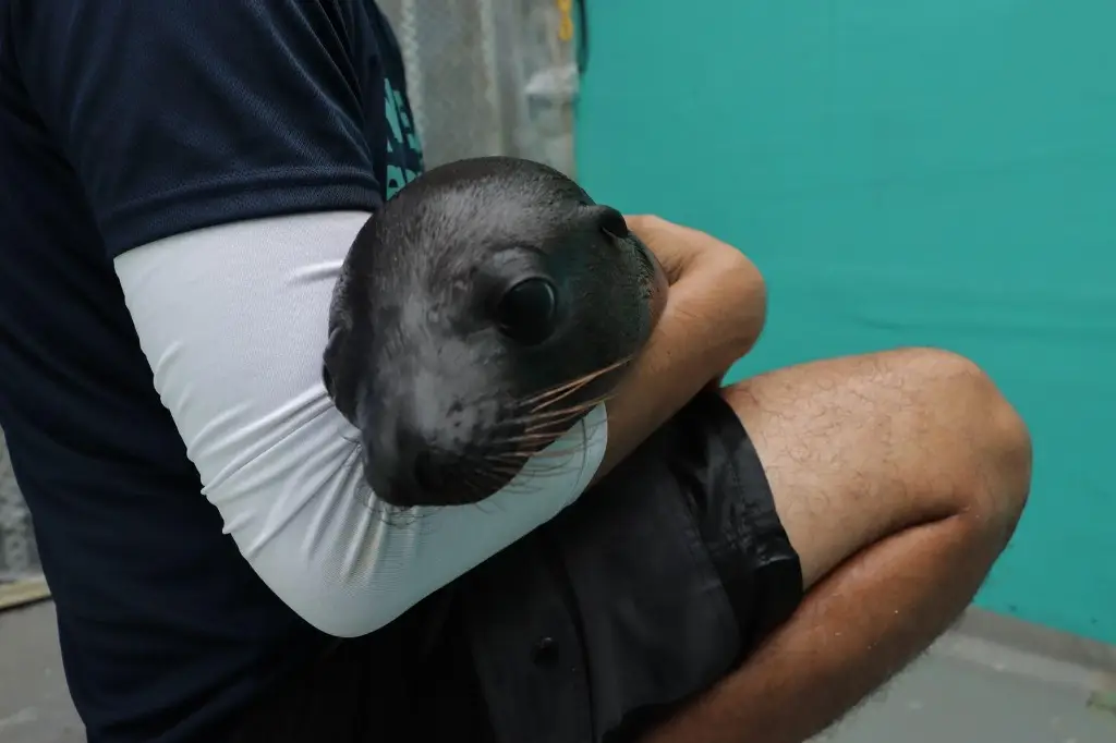 Imagen Nace lobito marino en el Acuario de Veracruz 