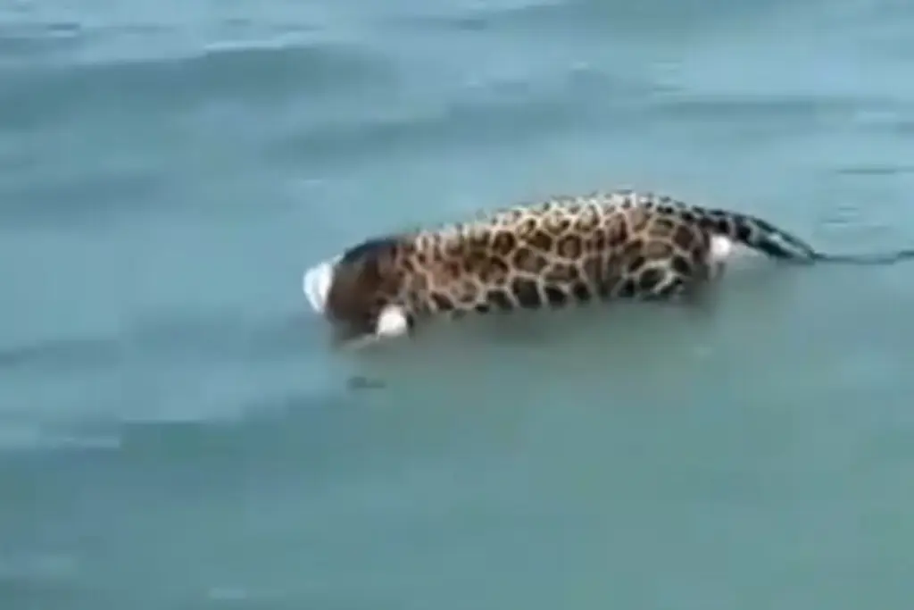 Imagen Hallan jaguar decapitado flotando en el mar (+Video)