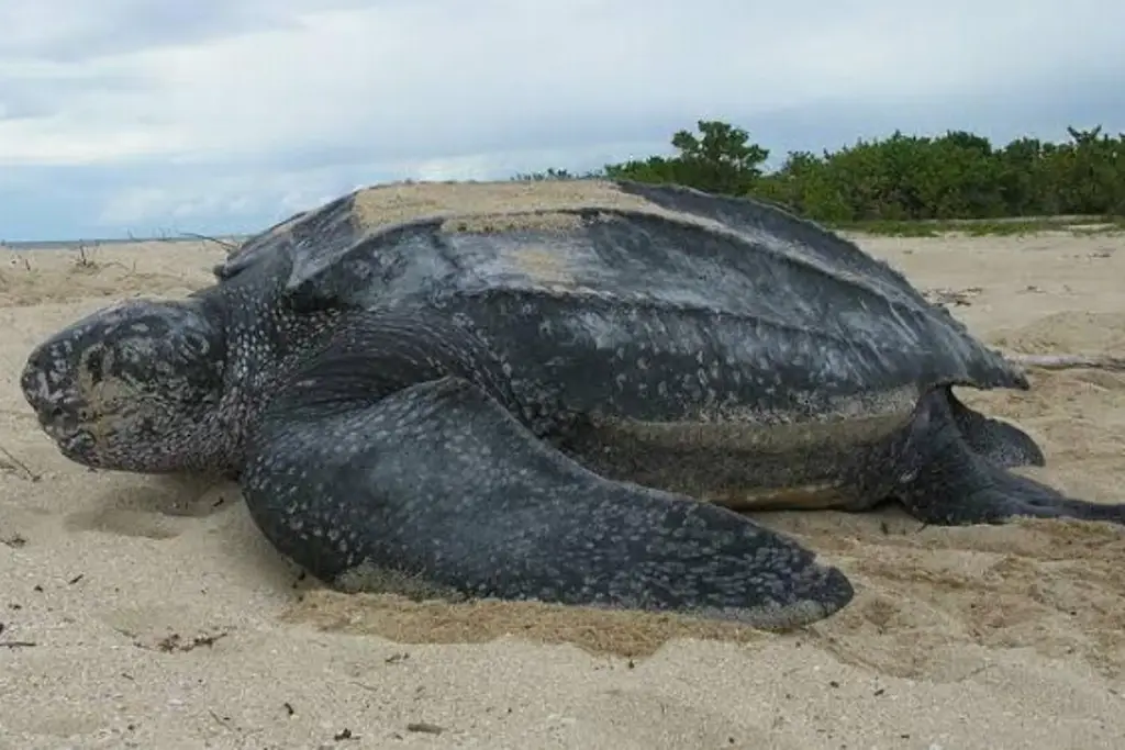 Imagen Tortuga gigante está peligro de extinción; ¿cuándo fue la última vez que la vieron en Veracruz?