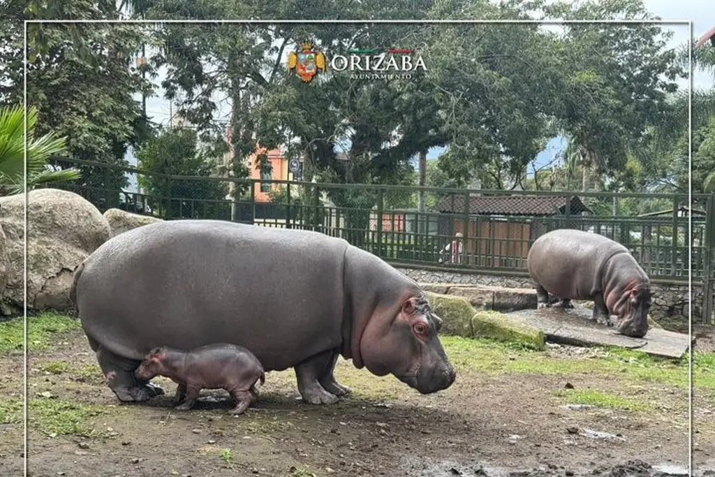 Imagen Nace hipopótamo en Orizaba, Veracruz