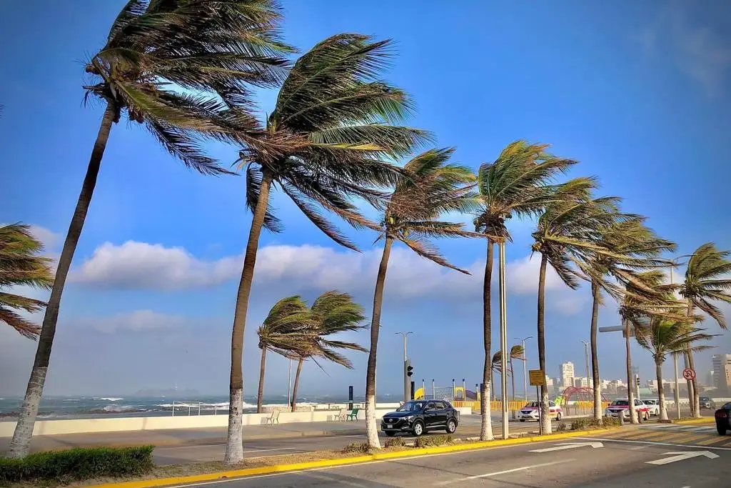 Imagen Asegurar techos y podar árboles previo al norte, pide Protección Civil