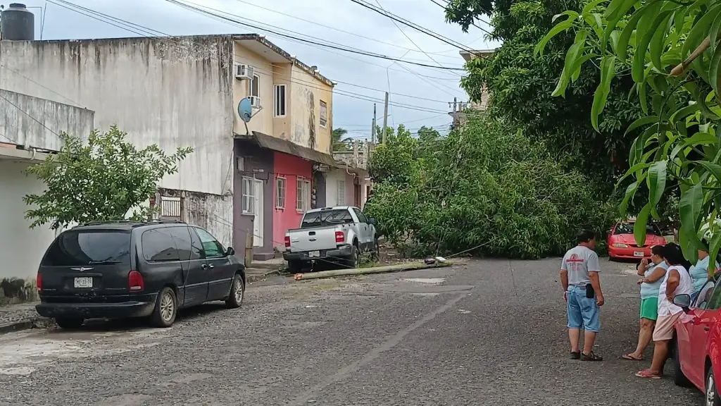 Imagen Hay arboles caídos sobre carros por viento del norte en Veracruz-Boca Del Río