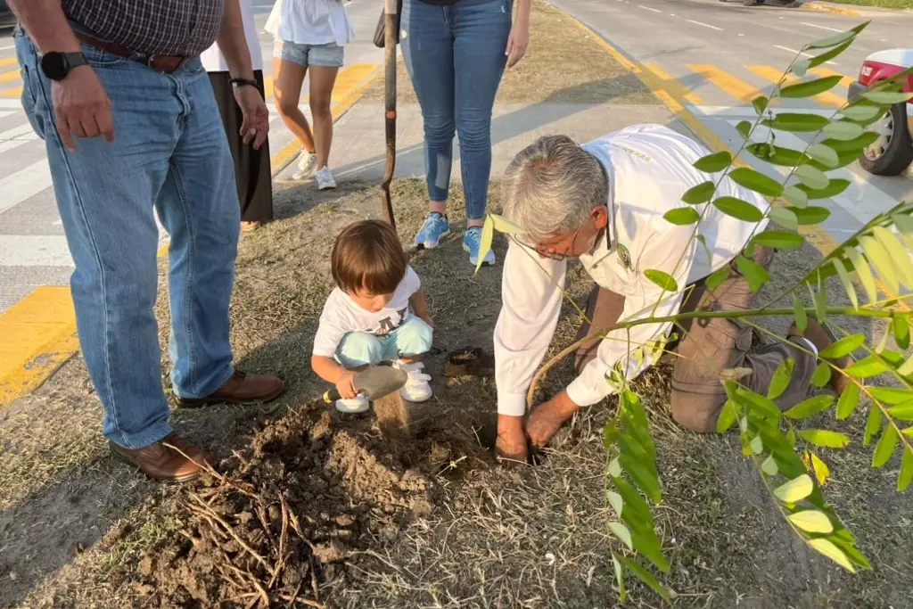 Imagen Siembran 100 árboles en la avenida Juan Pablo II de Boca del Río 