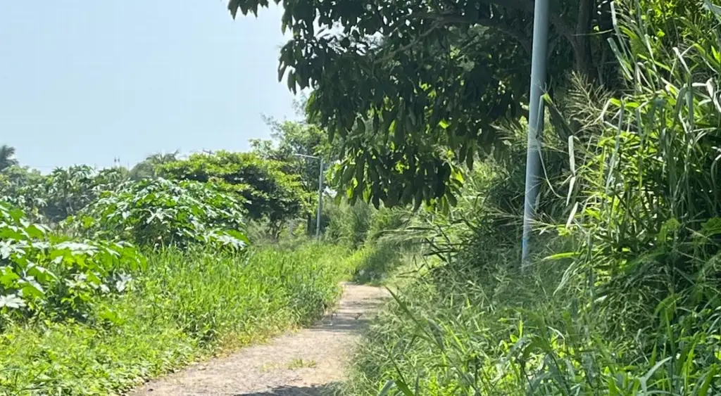 Imagen Trabajos de poda y limpieza de la Laguna de Lagartos aún está inconclusa; acusan vecinos 