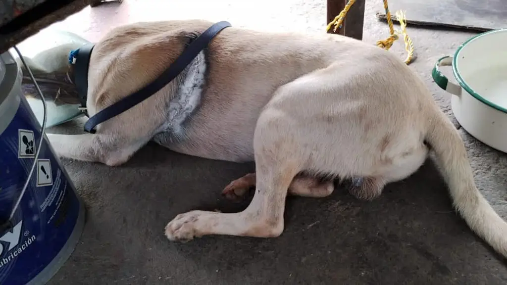 Imagen Acusan a sujeto de machetear perros en Puente Moreno, Medellín 