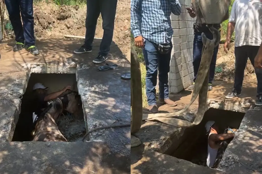 Imagen Cae yegua a aljibe sin tapa en Puente Moreno (+video)