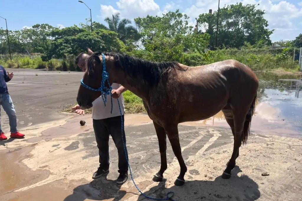 Imagen Rescatan a Mily la yegua que había caído en un aljibe en Puente Moreno 