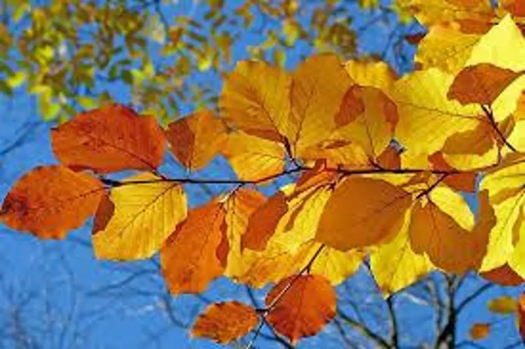 Imagen ¿Que ya inicio el otoño? ¿Cuándo? ¿A qué hora?