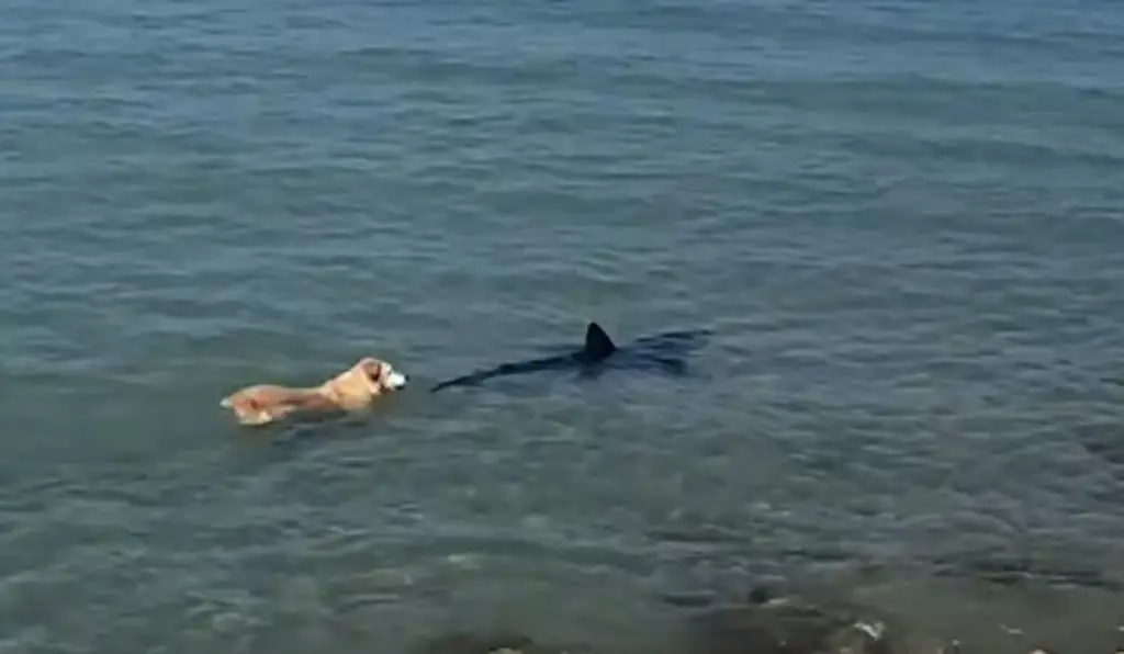 Imagen Captan a tiburón que llega a orilla de playa y perro lo persigue (+Video)