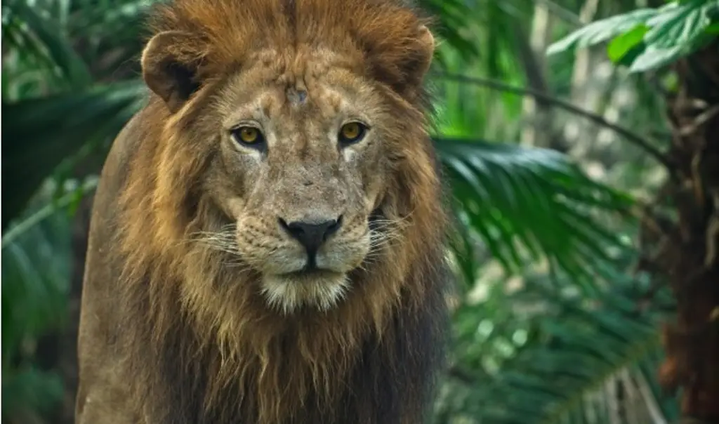 Imagen León mata a su cuidador en un zoológico 