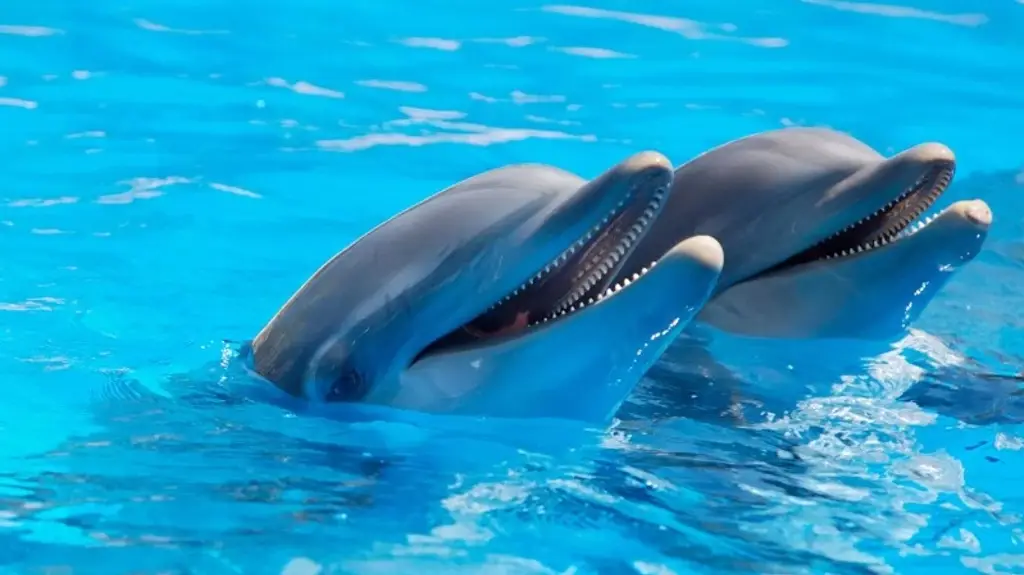 Imagen Delfines se sonríen entre ellos mientras juegan, según estudio 