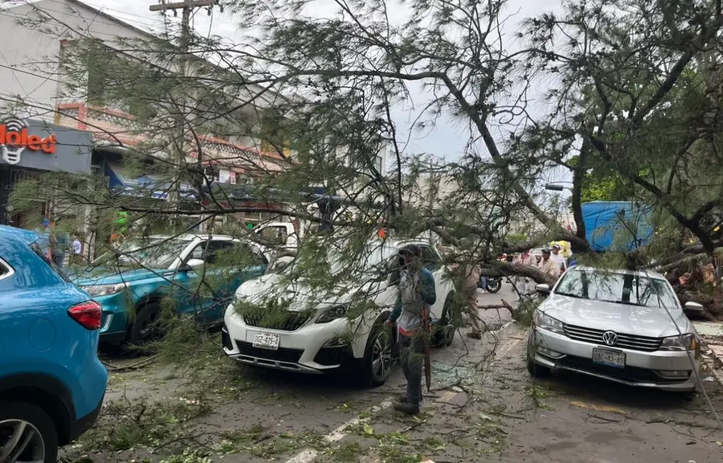 Imagen Norte derriba árbol que cae sobre tres vehículos y una motocicleta en el centro de Veracruz