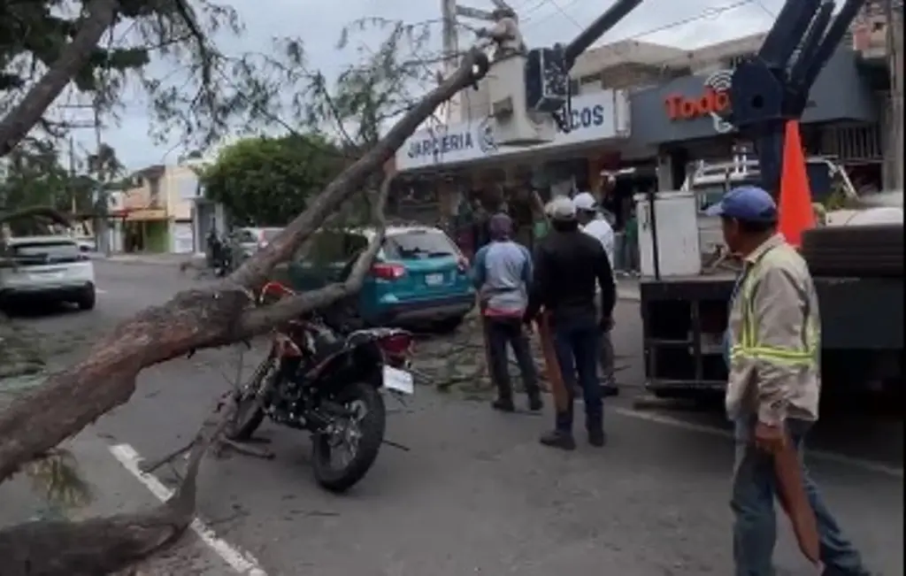 Imagen Más de 10 árboles caídos y al menos 5 carros dañados deja norte en Veracruz 